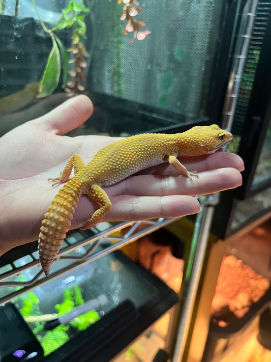 SÚPER HYPO TANGERINE HEMBRA 38