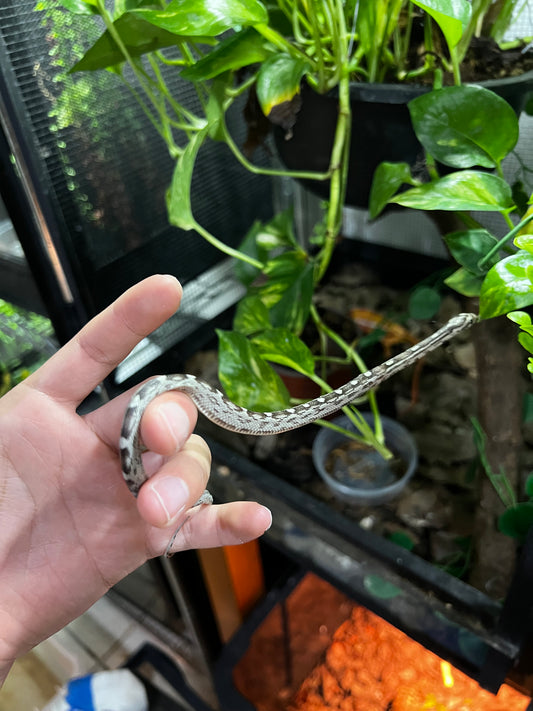 SERPIENTE MAICERA MOTLEY ANERY HEMBRA 12