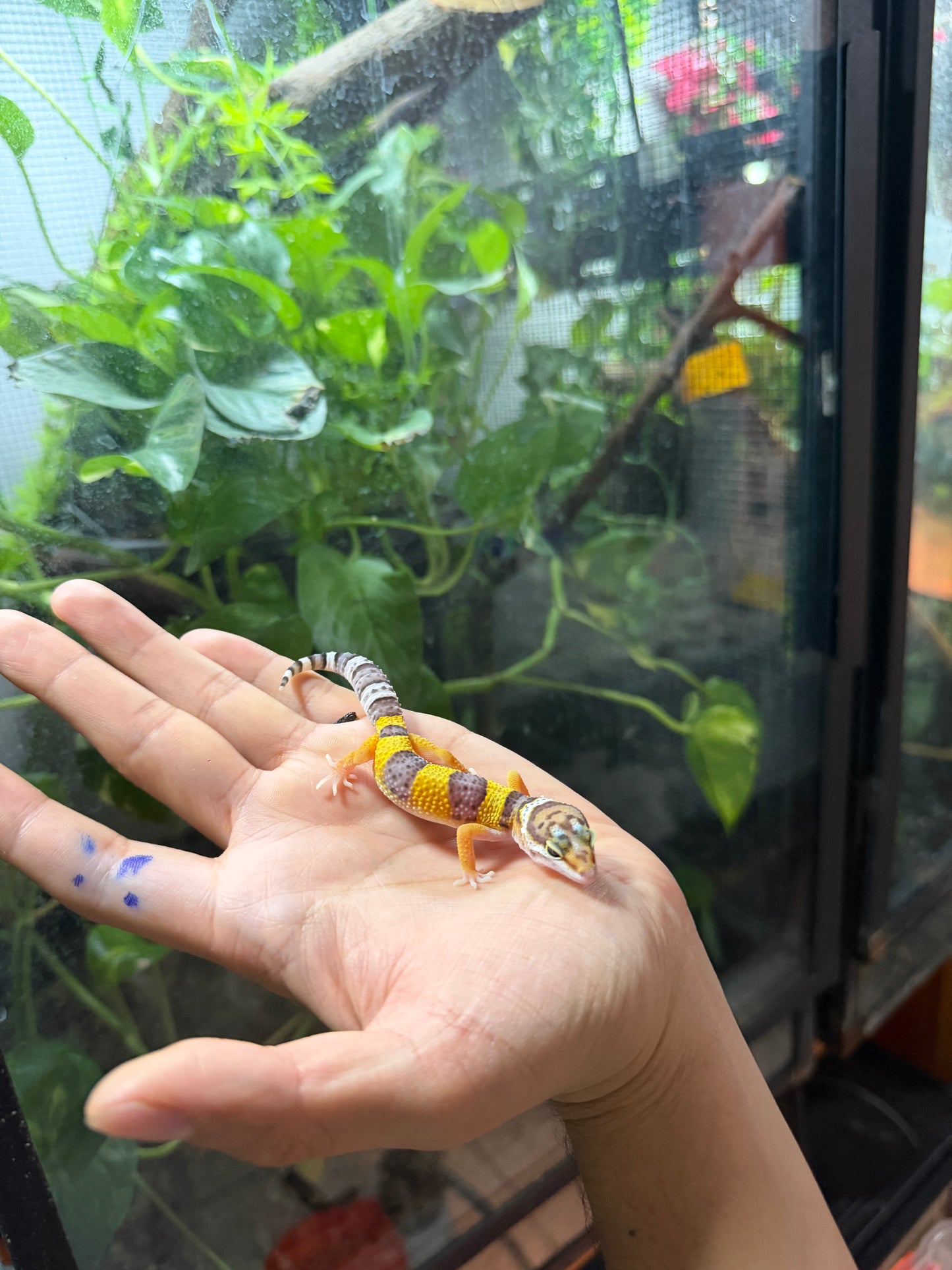 GECKO LEOPARDO HIGH YELLOW HET ECLIPSE 68