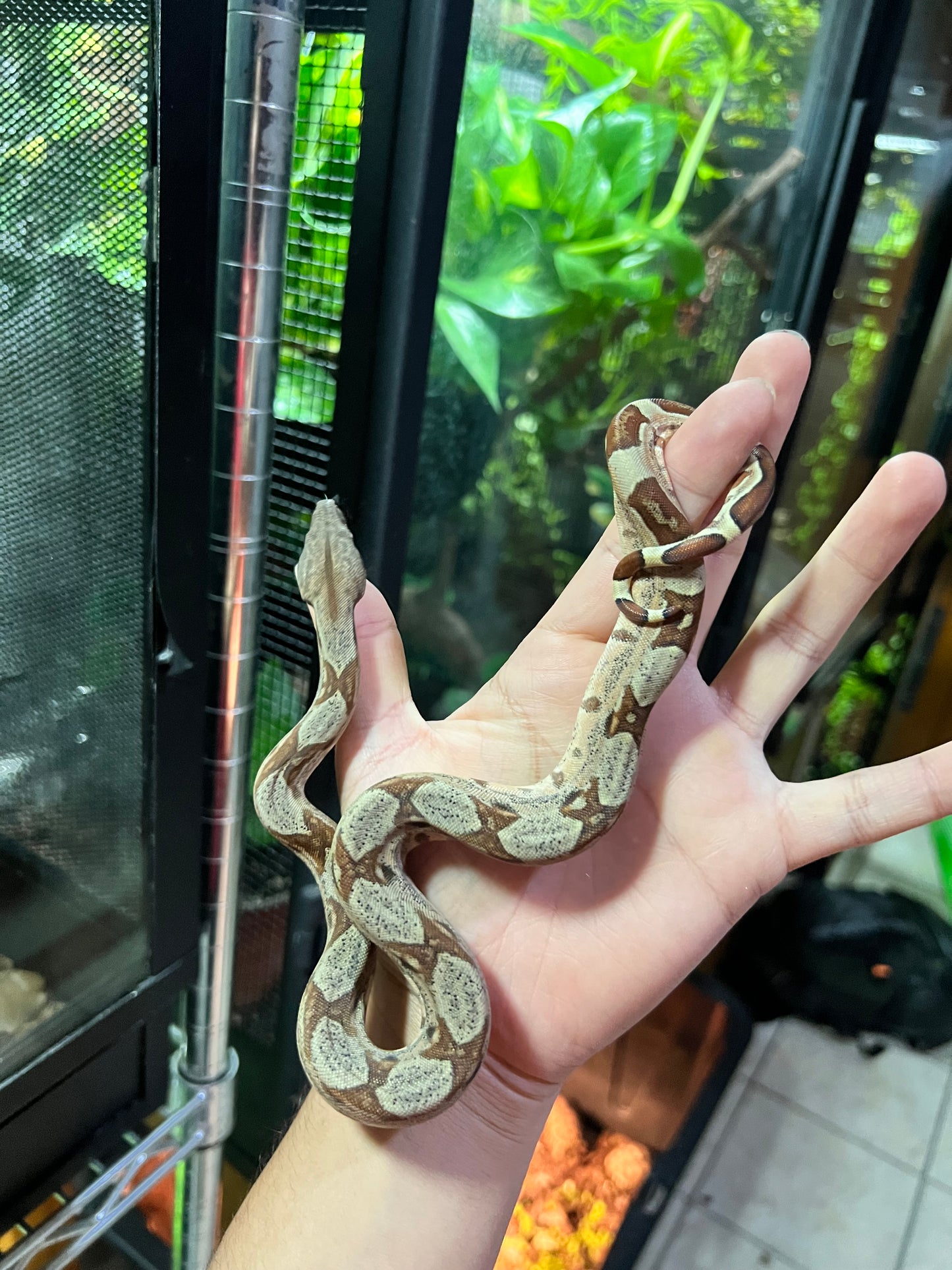 BOA COLOMBIANA HYPO 50% HET KHAL ANERY HEMBRA 16/49