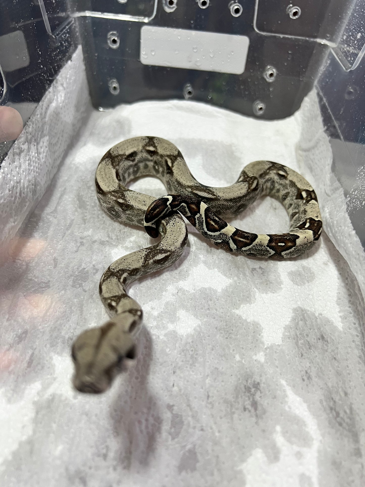 BOA COLOMBIANA 50% HET KHAL ANERY HEMBRA 15/49