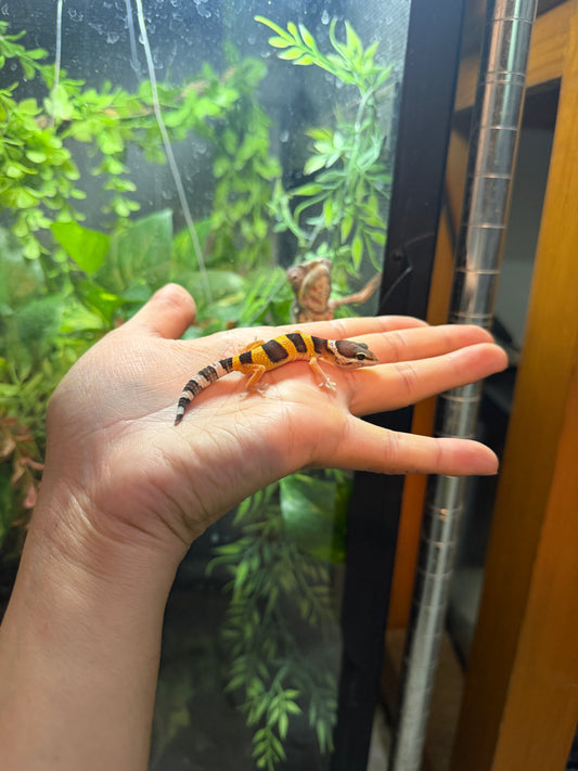 GECKO LEOPARDO HIGH YELLOW HET ECLIPSE 3