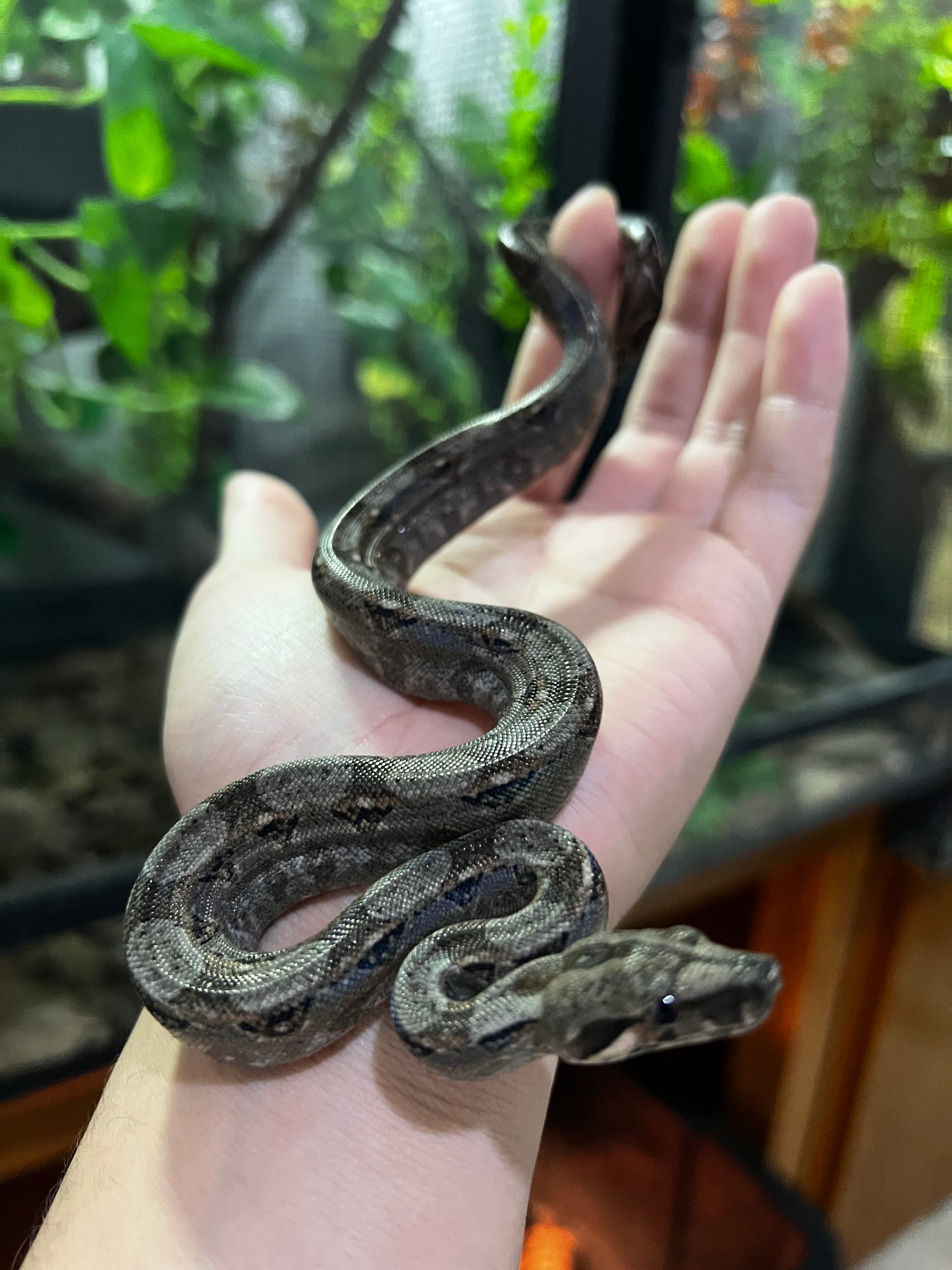 BOA MEXICANA LOC VERACRUZ HEMBRA 14