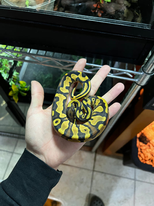 ORANGE DREAM YELLOW BELLY HEMBRA 51