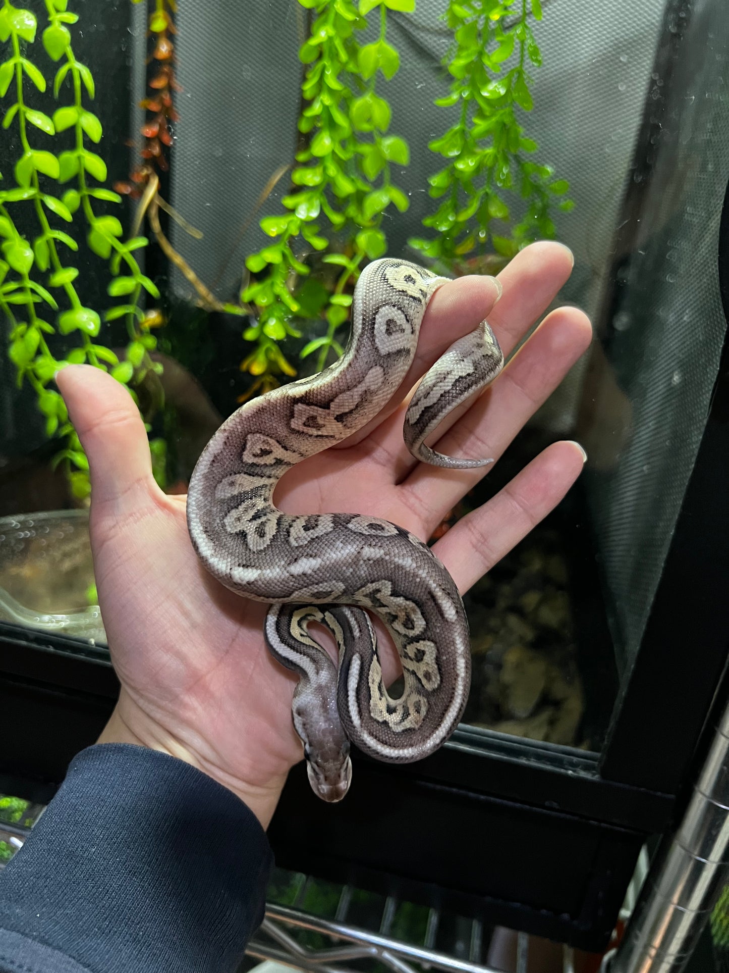 PEWTER FIRE MACHO 36