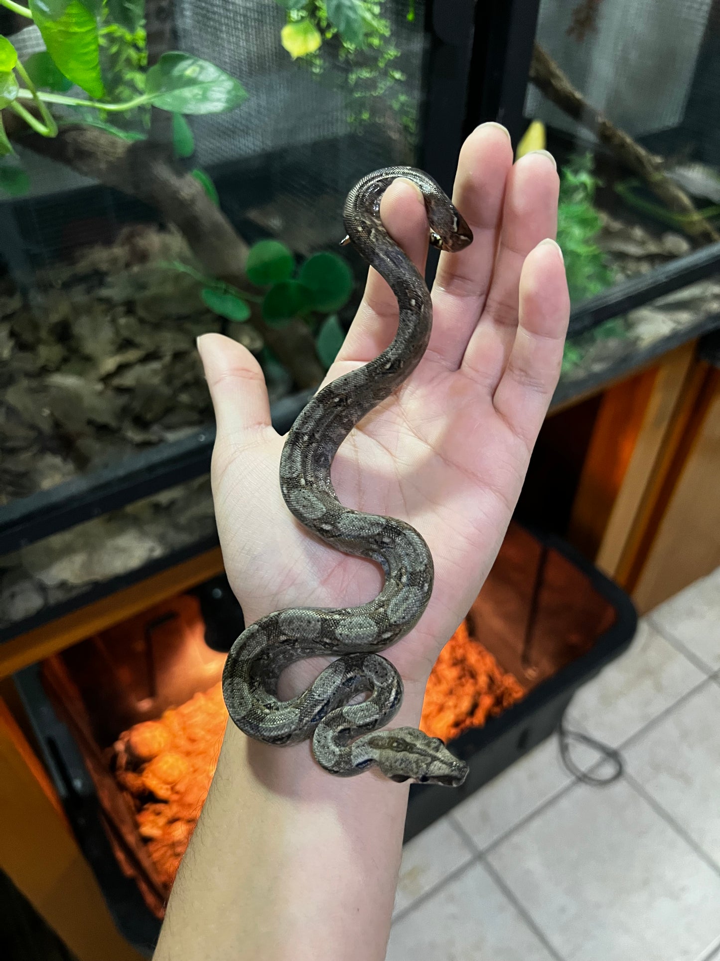 BOA MEXICANA LOC VERACRUZ HEMBRA 14
