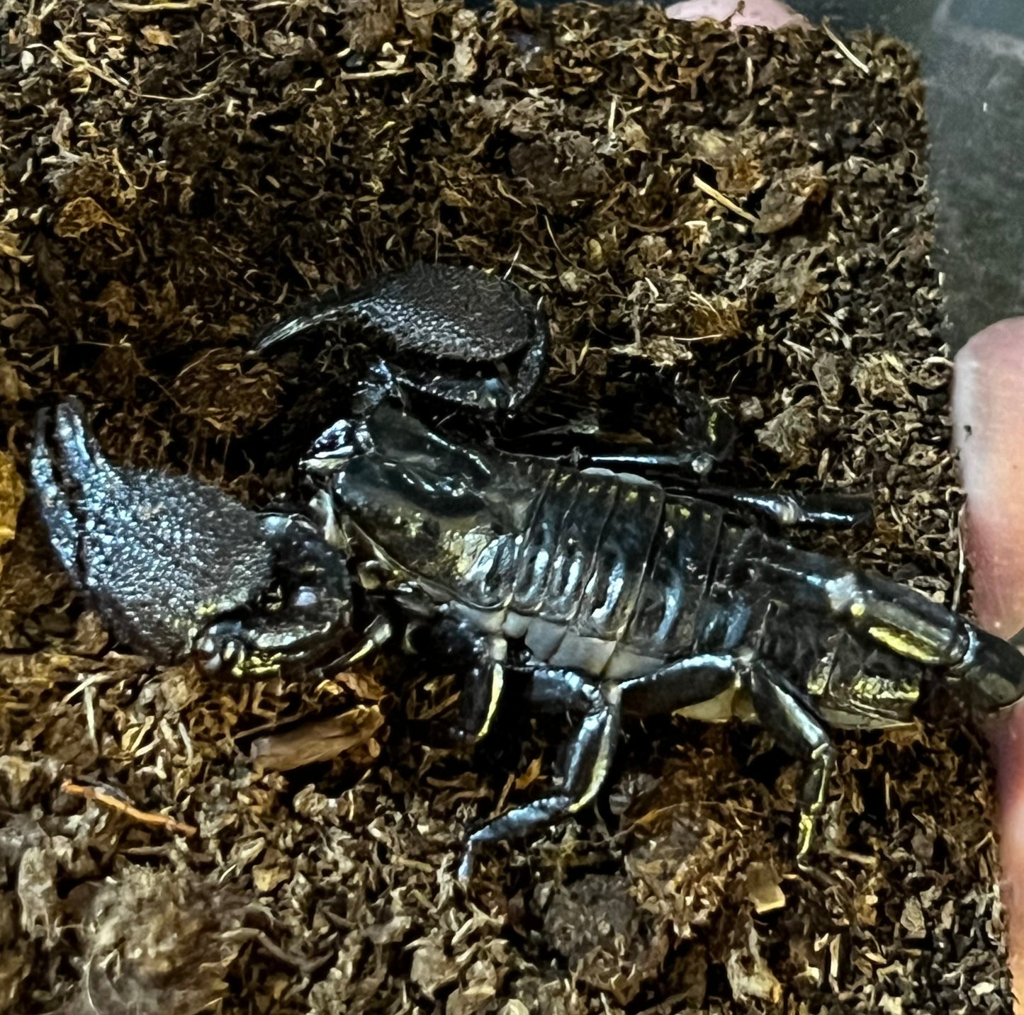 ESCORPIÓN EMPERADOR JUVENIL