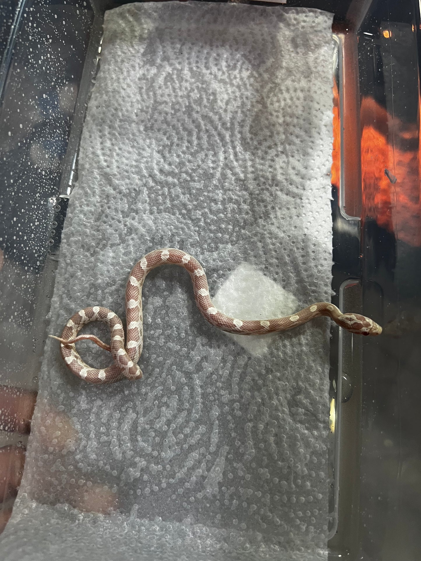 SERPIENTE MAICERA SNOW HEMBRA 41