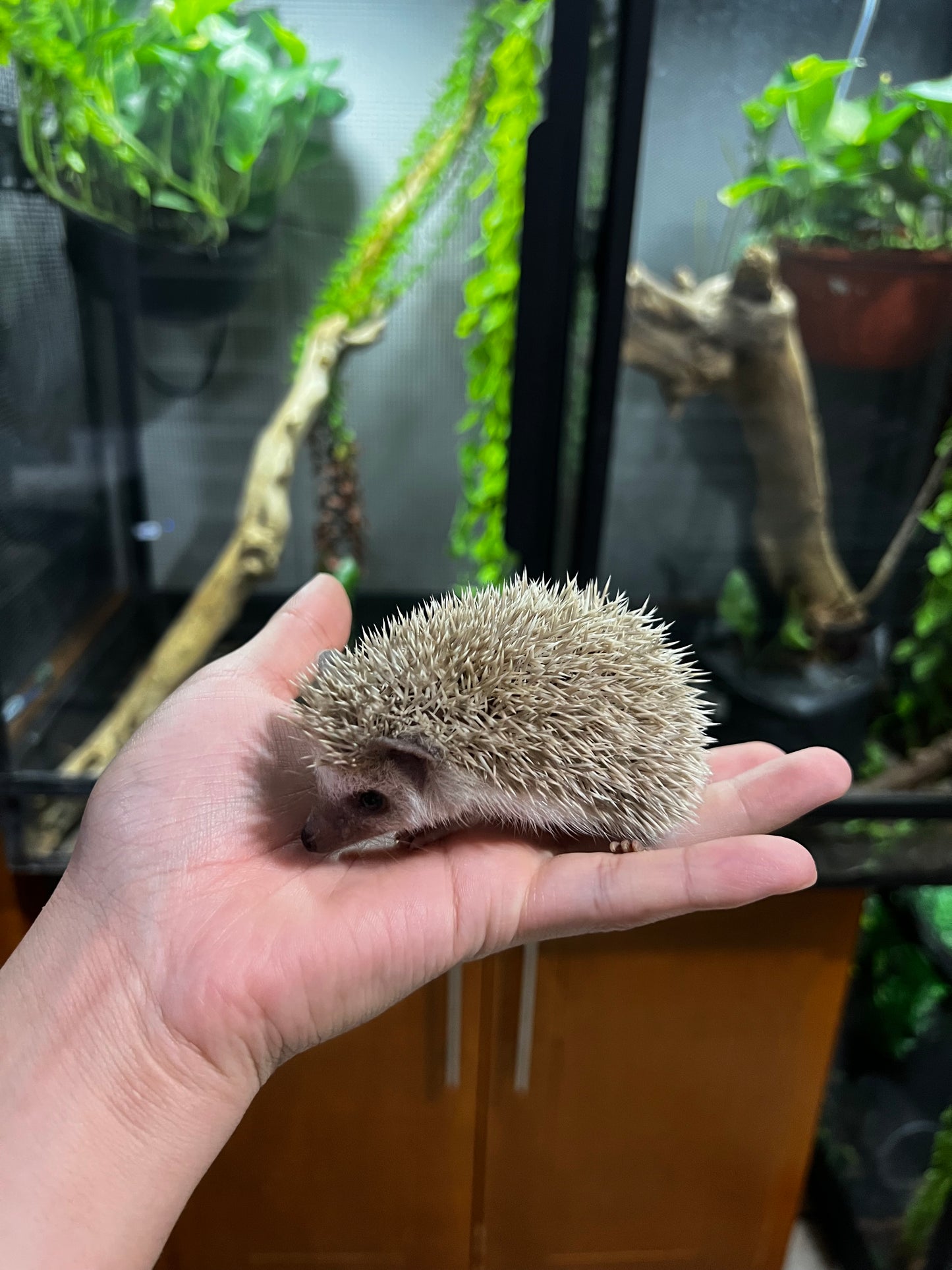 ERIZO PIGMEO AFRICANO 4