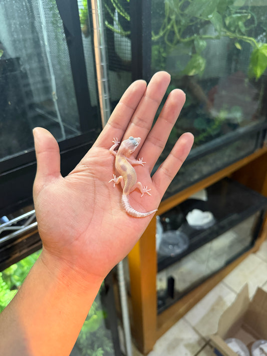 GECKO LEOPARDO MACK SNOW ALBINO TREMPER TANGERINE