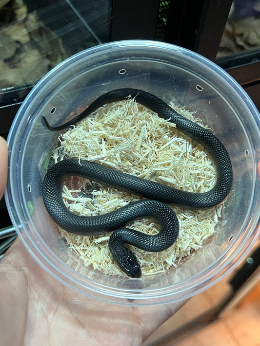 REY NEGRA MEXICANA CBB 58