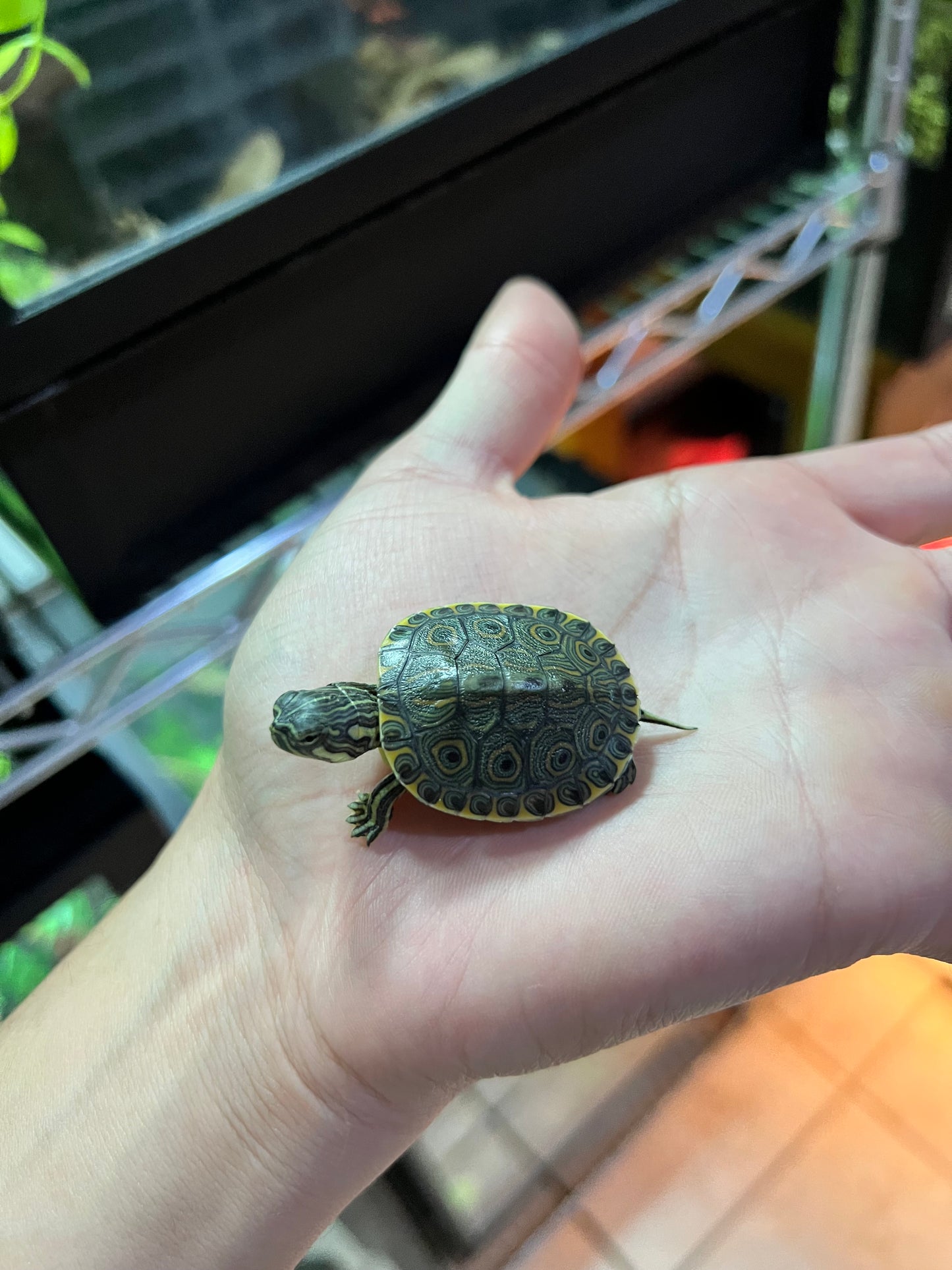 TORTUGA PAVOREAL NACIDAS EN UMA