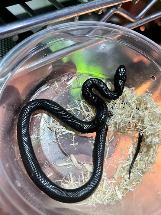 REY NEGRA MEXICANA CBB 46