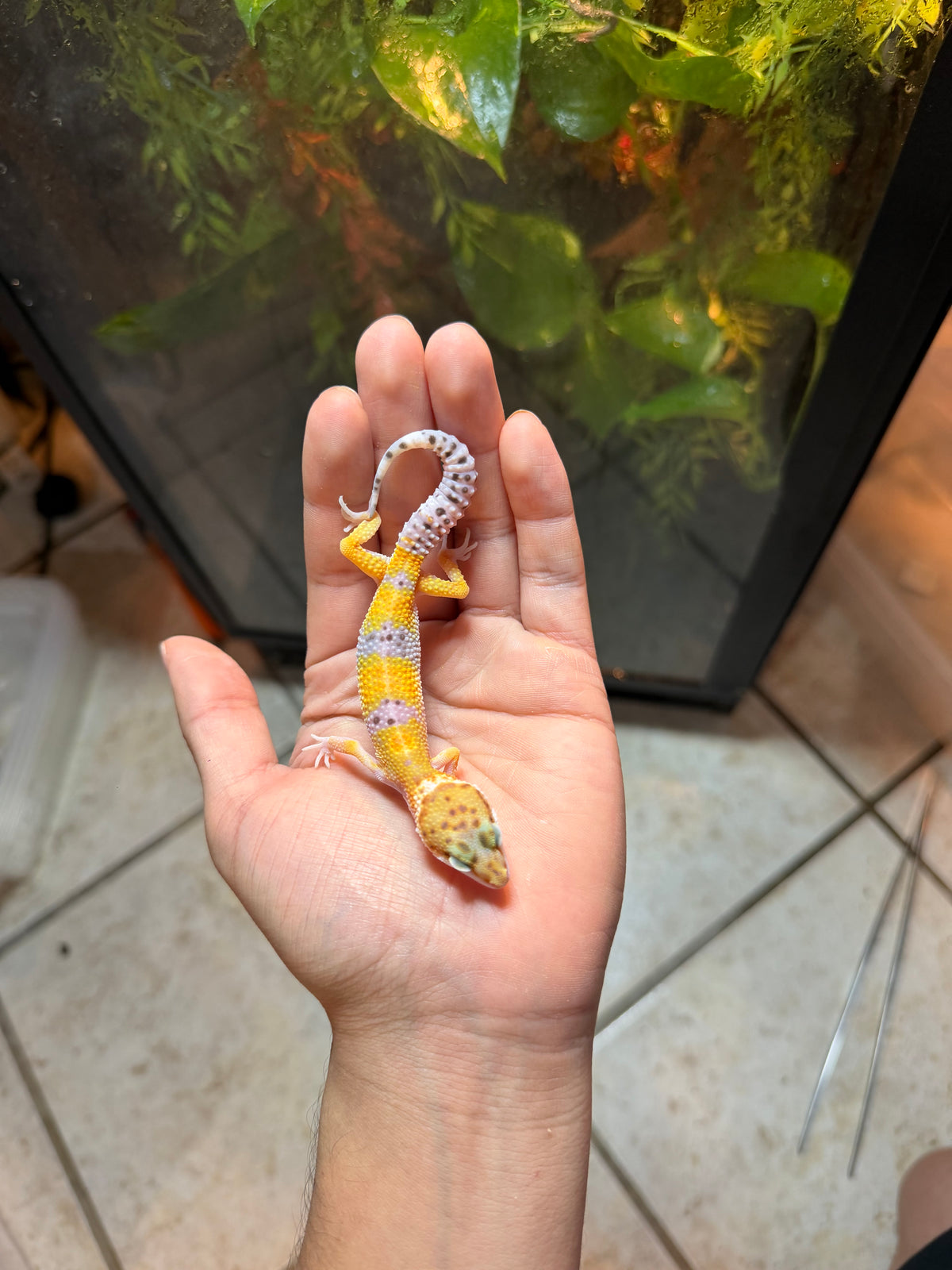 GECKO LEOPARDO HIGH YELLOW INCUBADO PARA MACHO 170