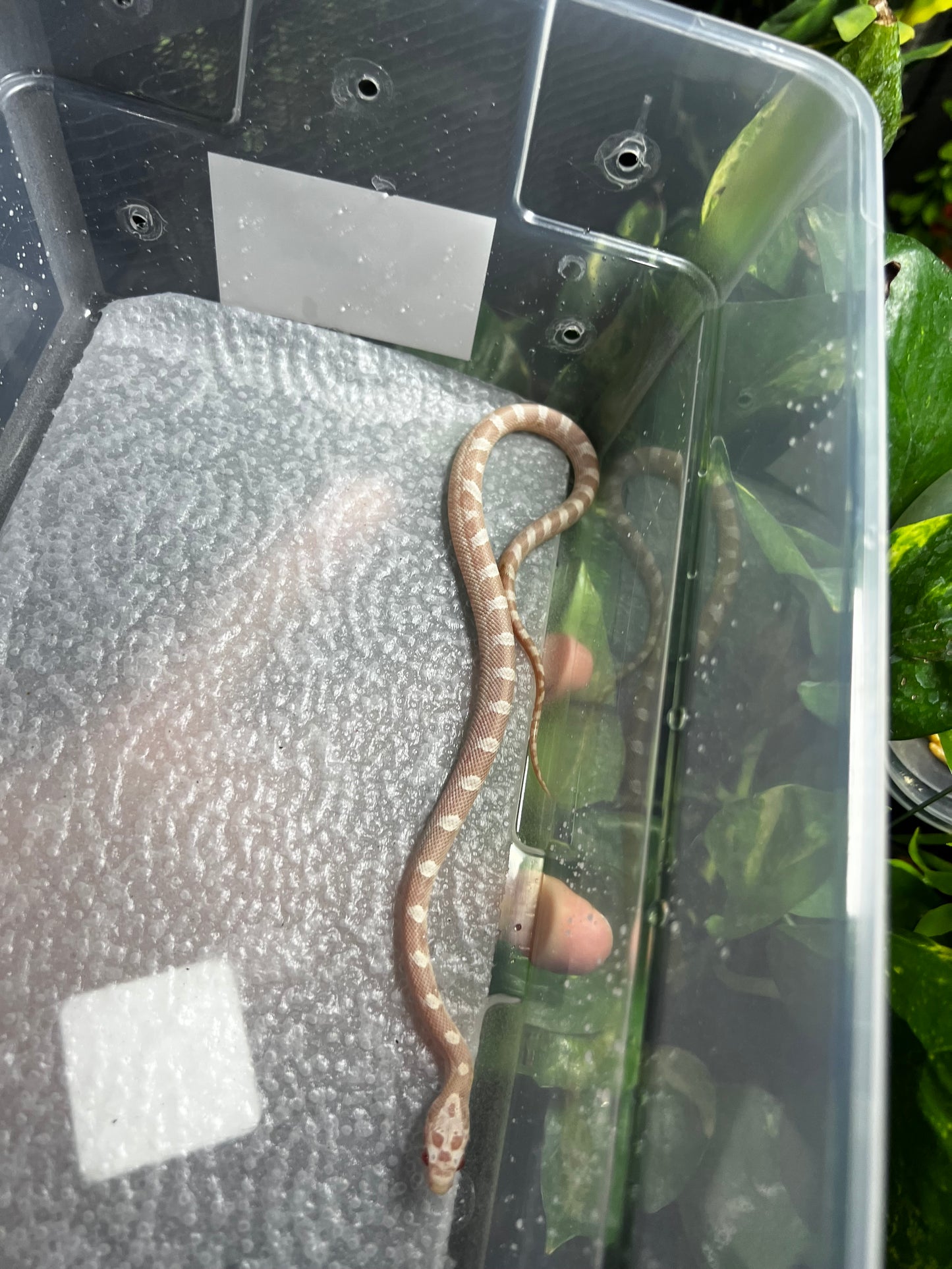 SERPIENTE MAICERA SNOW MACHO 36