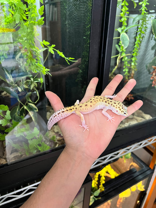 ECLIPSE SNAKE EYE HEMBRA JUVENIL