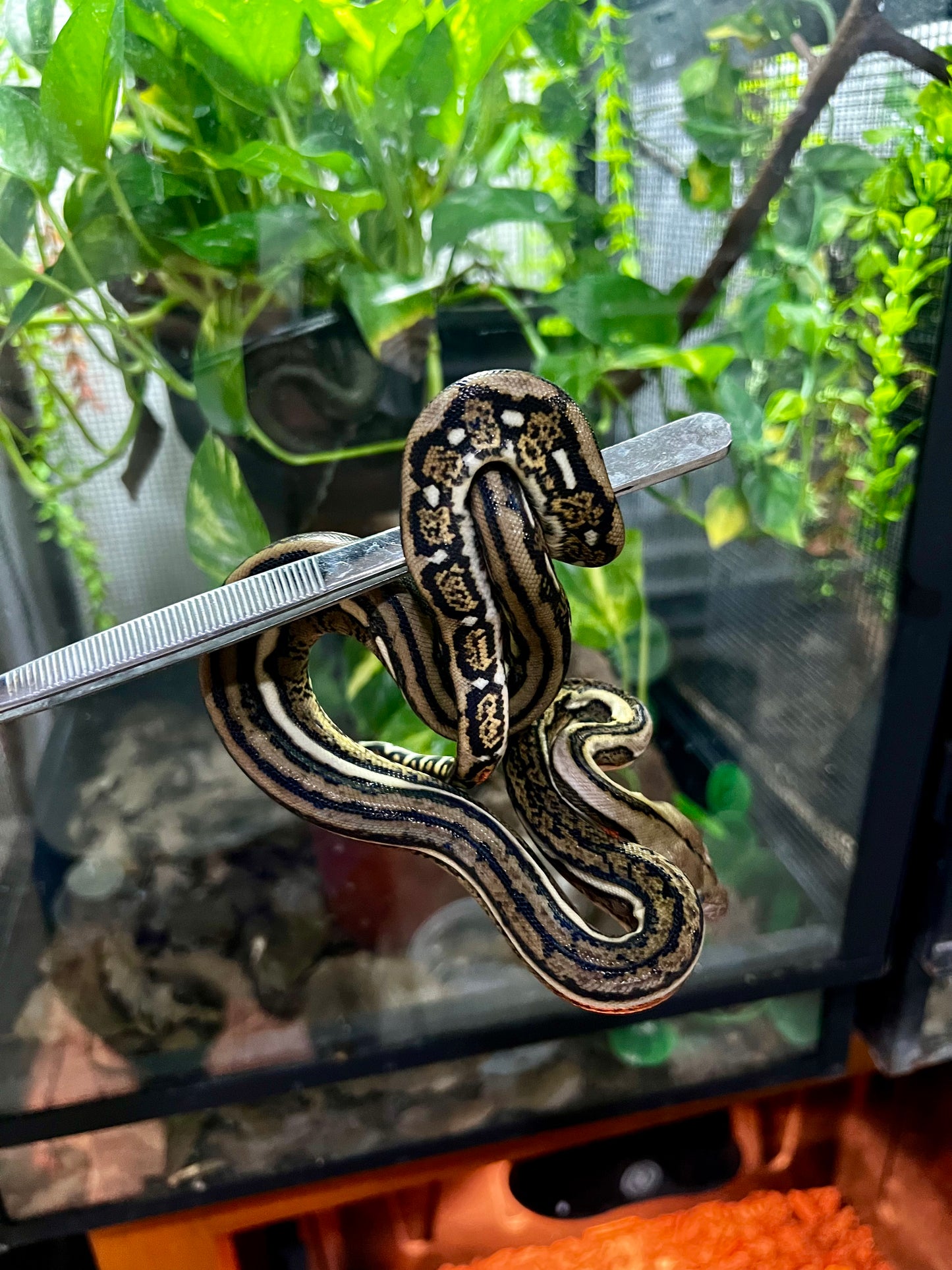 PITON RETICULADA TIGER 100% HET PIED MACHO 50cm aprox. 04-02