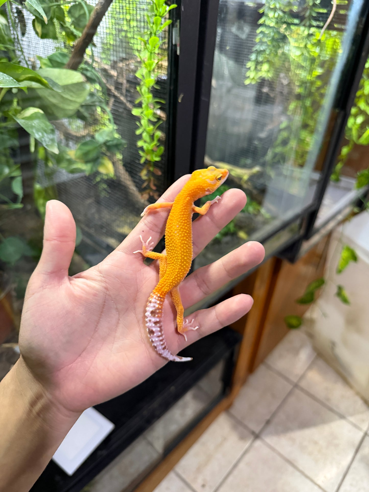 GECKO LEOPARDO RAINWATER HET TYPHOON