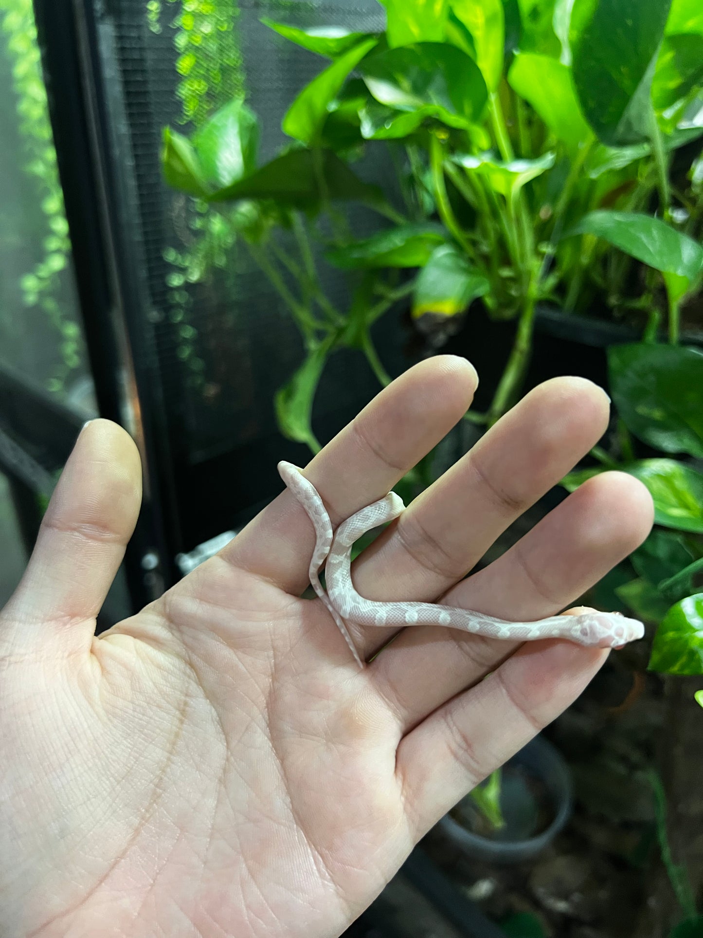 SERPIENTE MAICERA SNOW HEMBRA 44