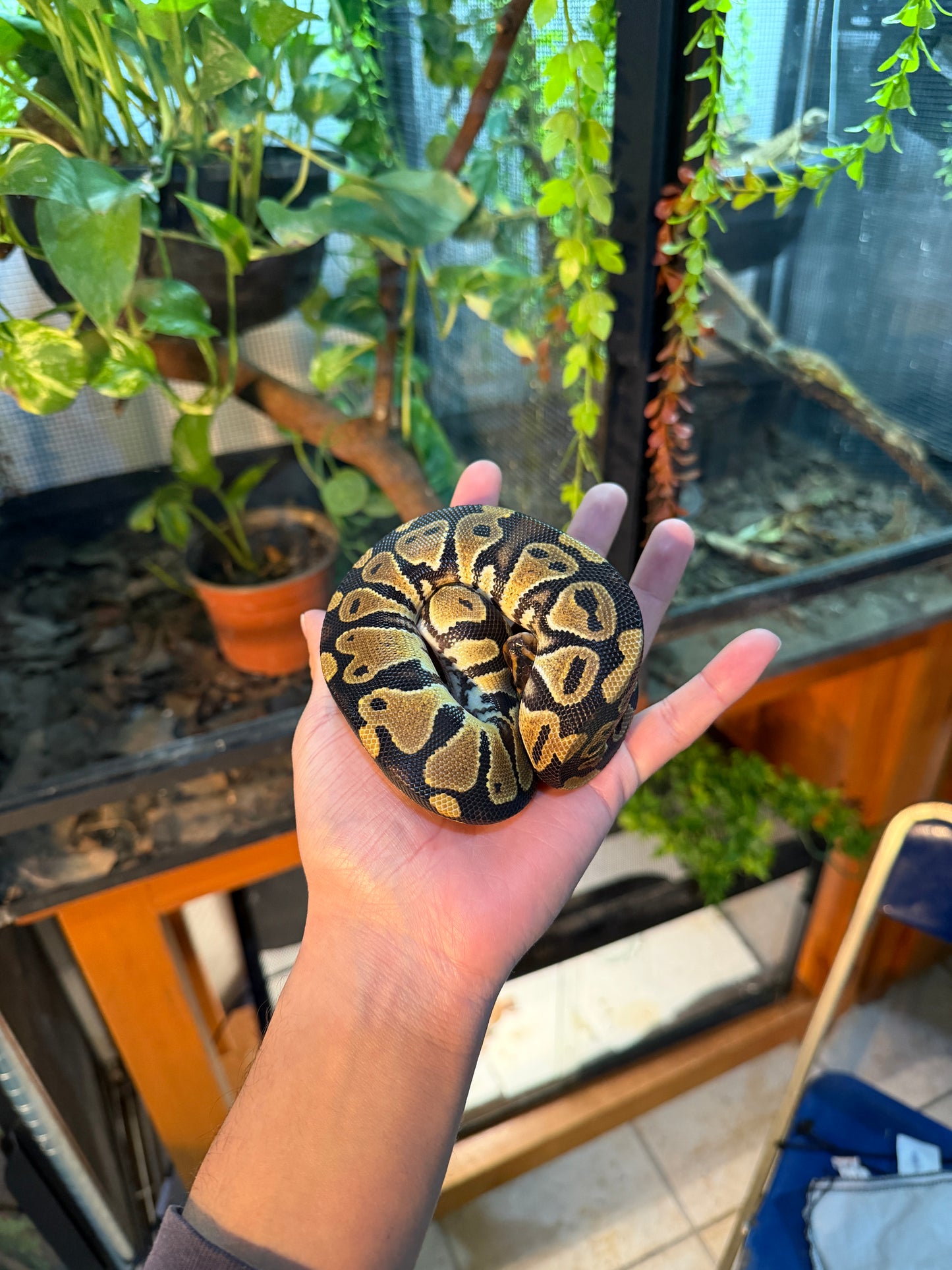 PITÓN BOLA NOMINAL HEMBRA 4