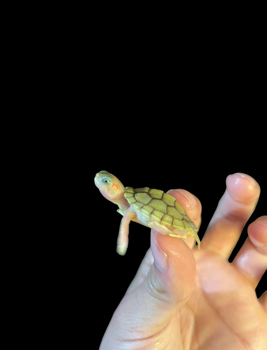 TORTUGAS OREJAS ROJAS CARAMEL PINK