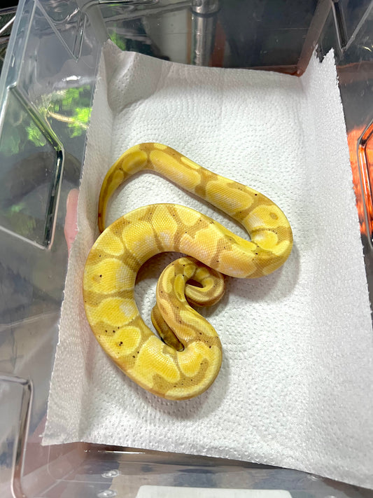 BANANA ENCHI MACHO