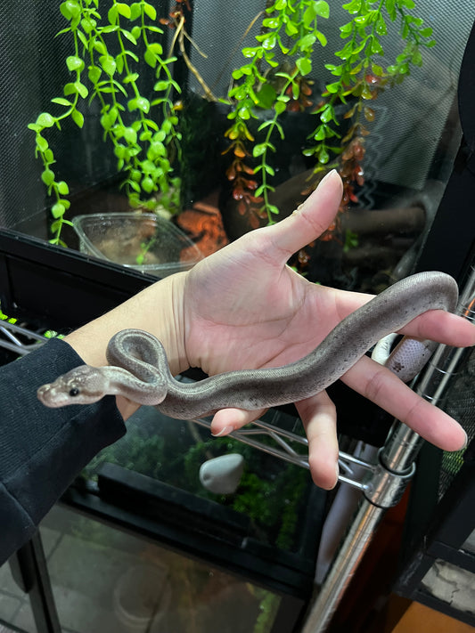 CINNAMON BLACK PASTEL MACHO 41