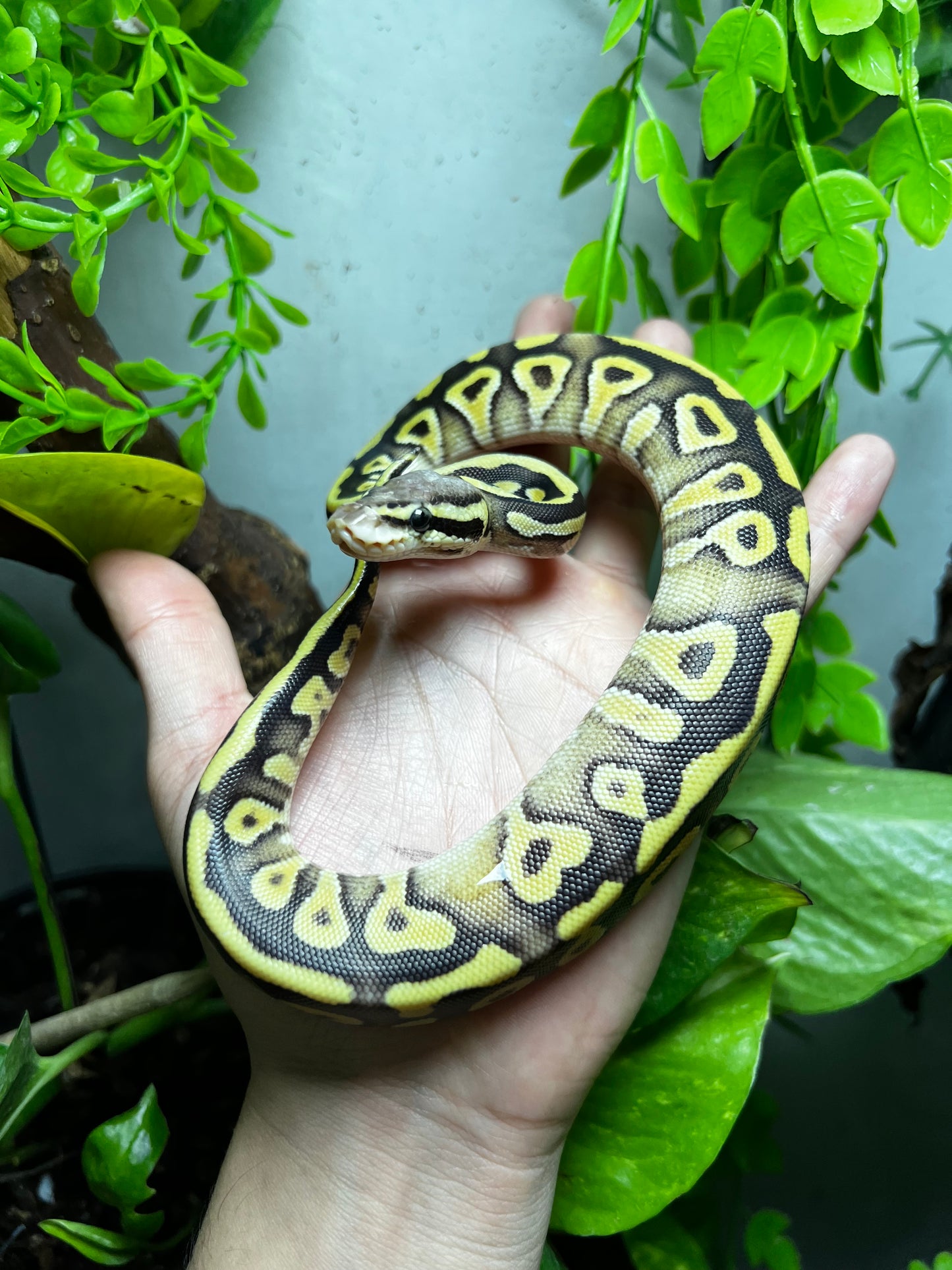 MOJAVE PASTEL HEMBRA 80