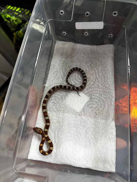 SERPIENTE MAICERA NOMINAL MACHO 29