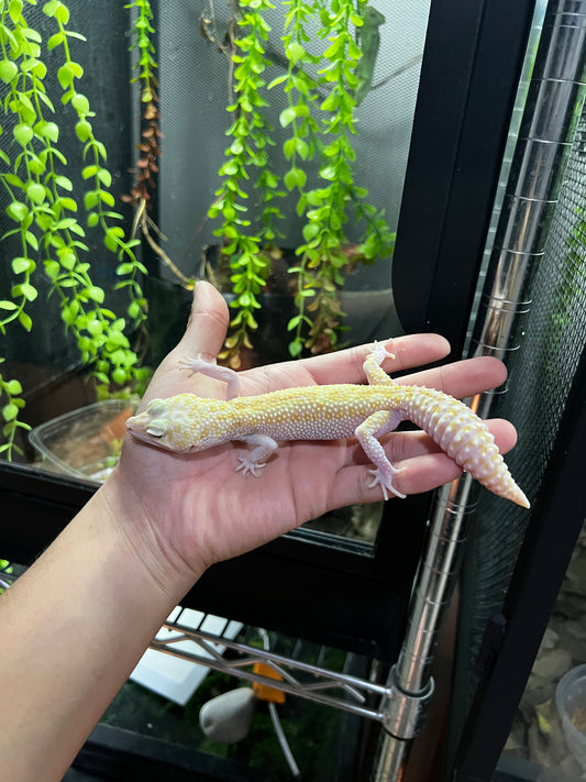 RAPTOR HEMBRA ADULTA