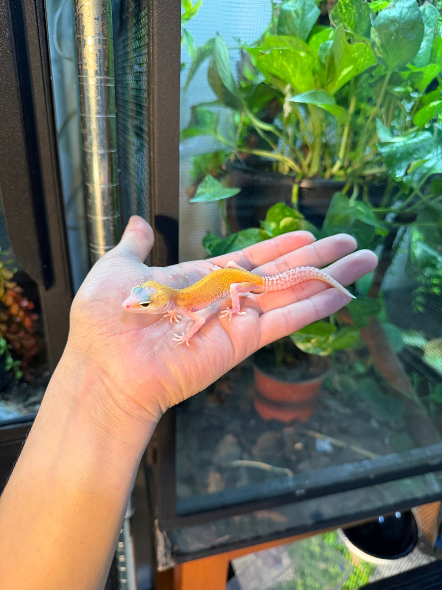 GECKO LEOPARDO TYPHOON 109