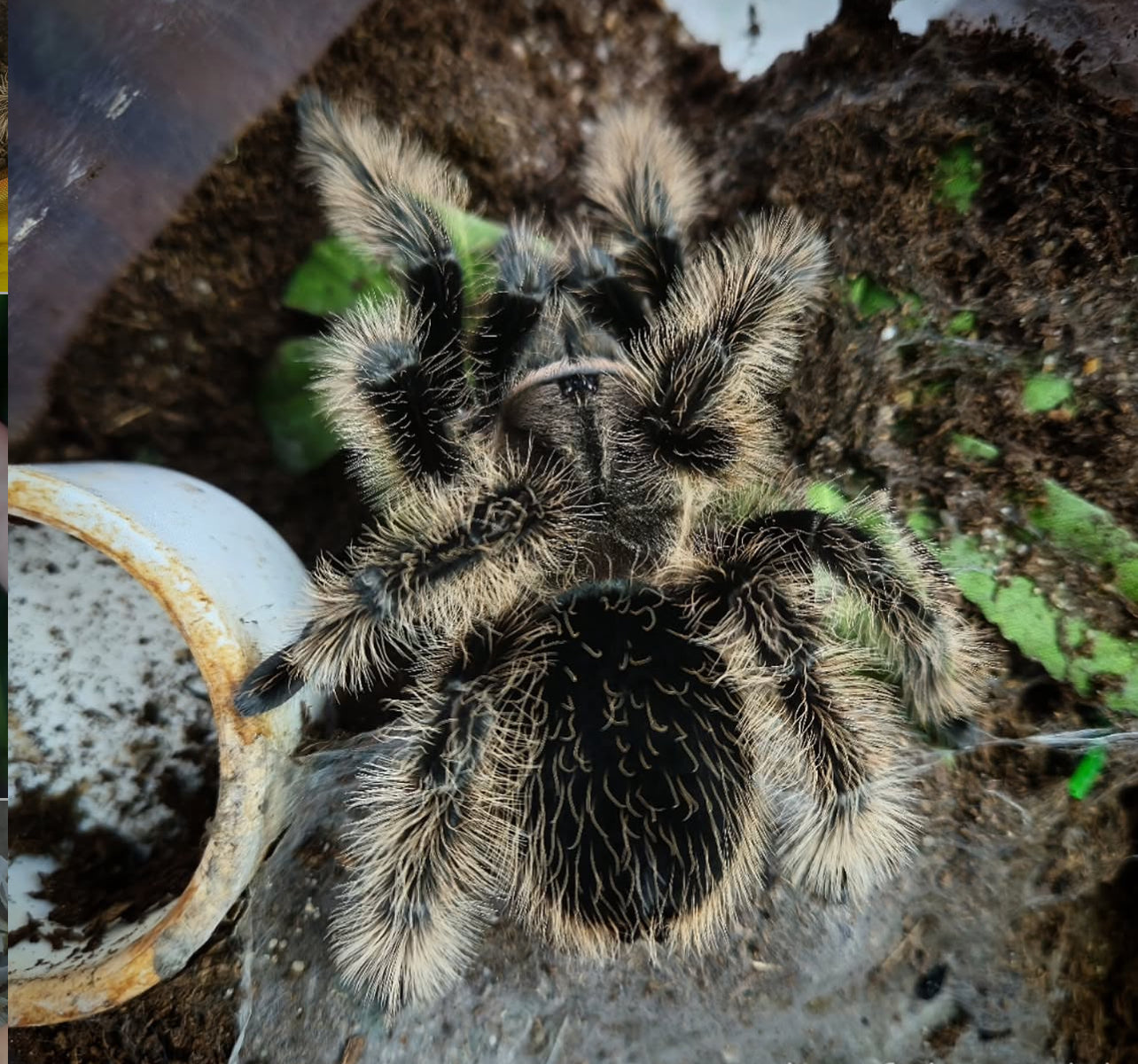 Ling de tarántula de pelo rizado (Tliltocatl albopilosus) anexo última foto de un ejemplar adulto