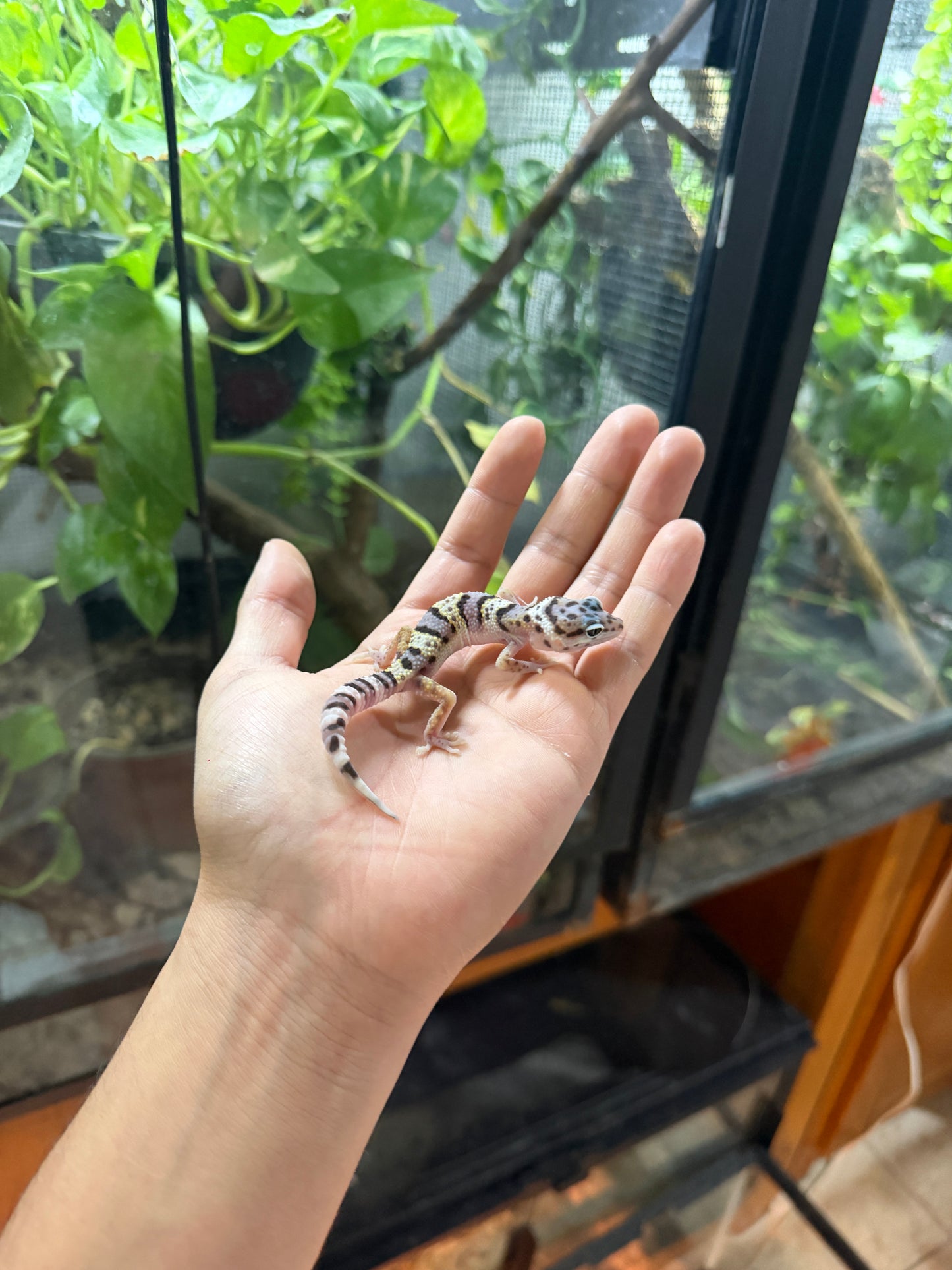 GECKO LEOPARDO MACK SNOW POSS HET TREMPER