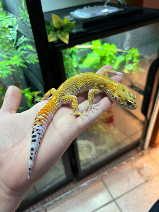 SÚPER HYPO TANGERINE MACHO 14