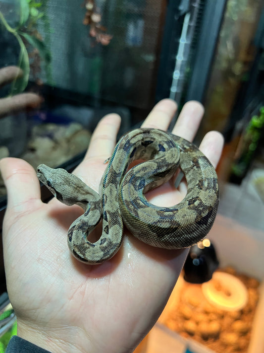 BOA MEXICANA LOCALIDAD VERACRUZ CBB