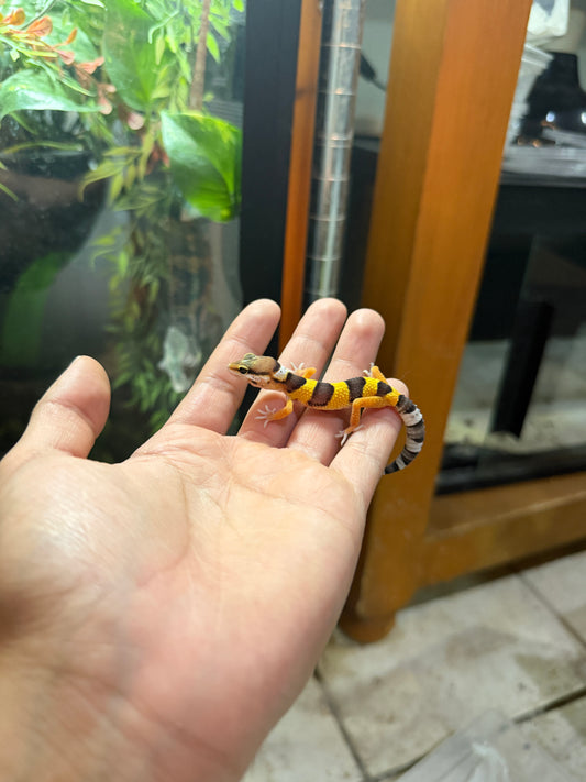 GECKO LEOPARDO HIGH YELLOW HET ECLIPSE 2