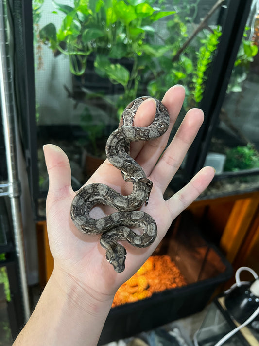 LOCALIDAD OAXACA MACHO 74