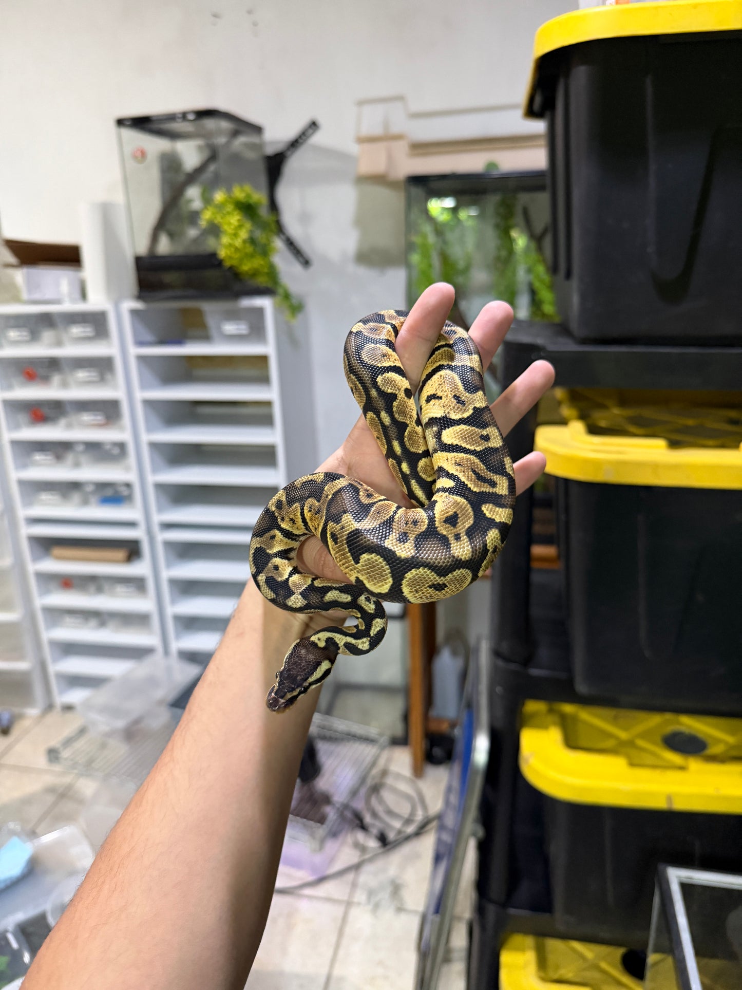 PITON BOLA PASTEL MACHO