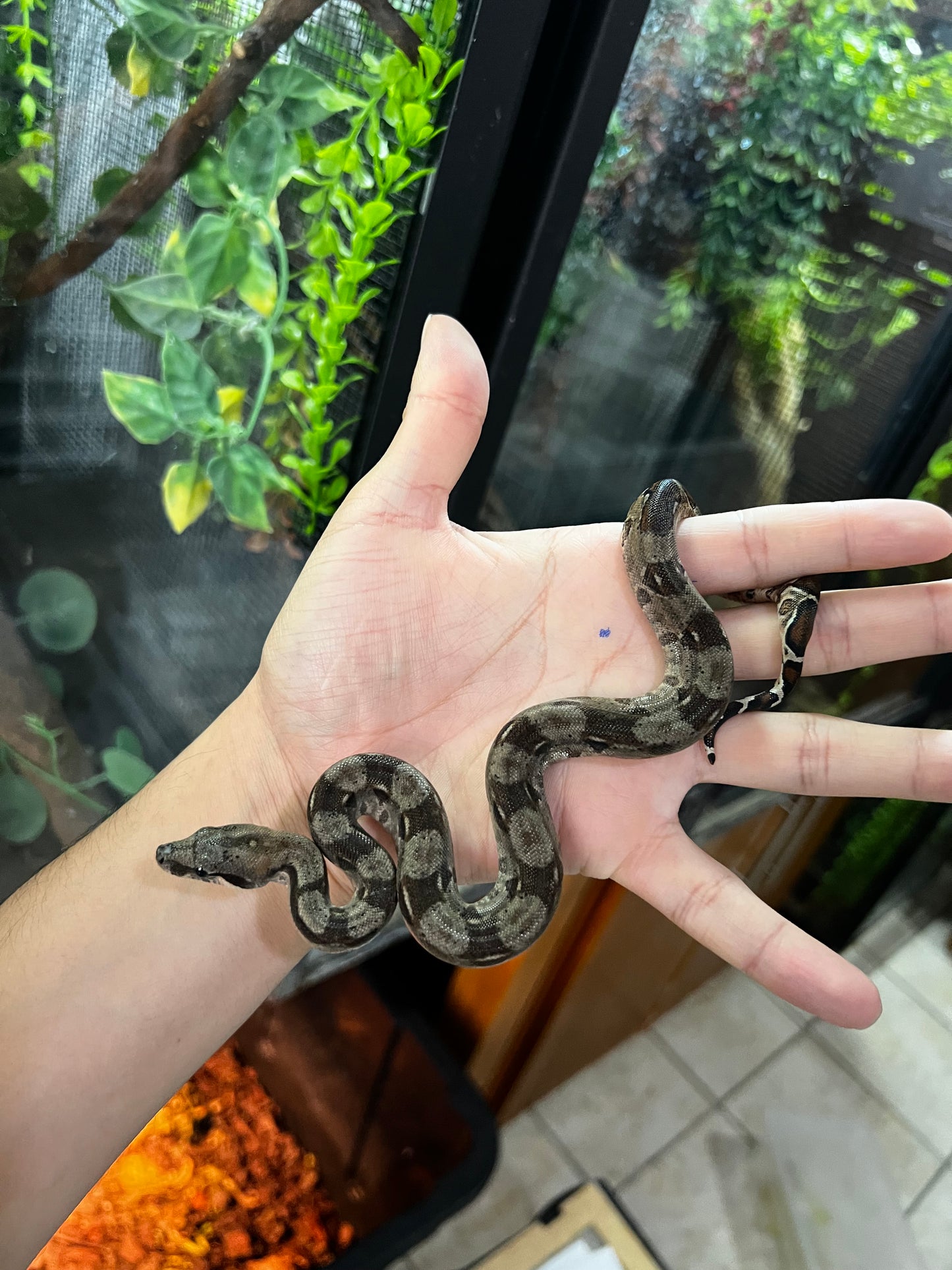 BOA MEXICANA LOCALIDAD VERACRUZ HEMBRA 91