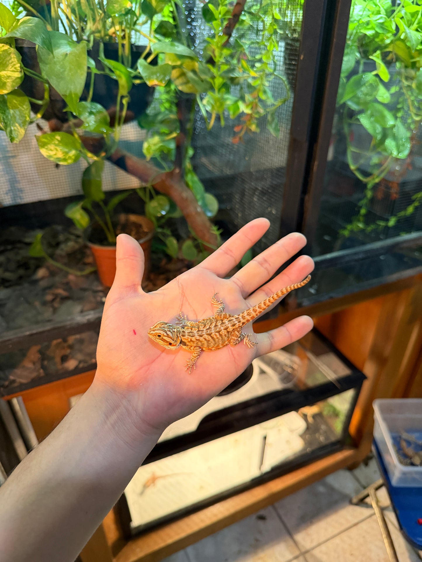 DRAGÓN BARBUDO HYPO LEATHERBACK 16 (PUNTA DE COLA MORDIDA, LE VOLVERÁ A CRECER)