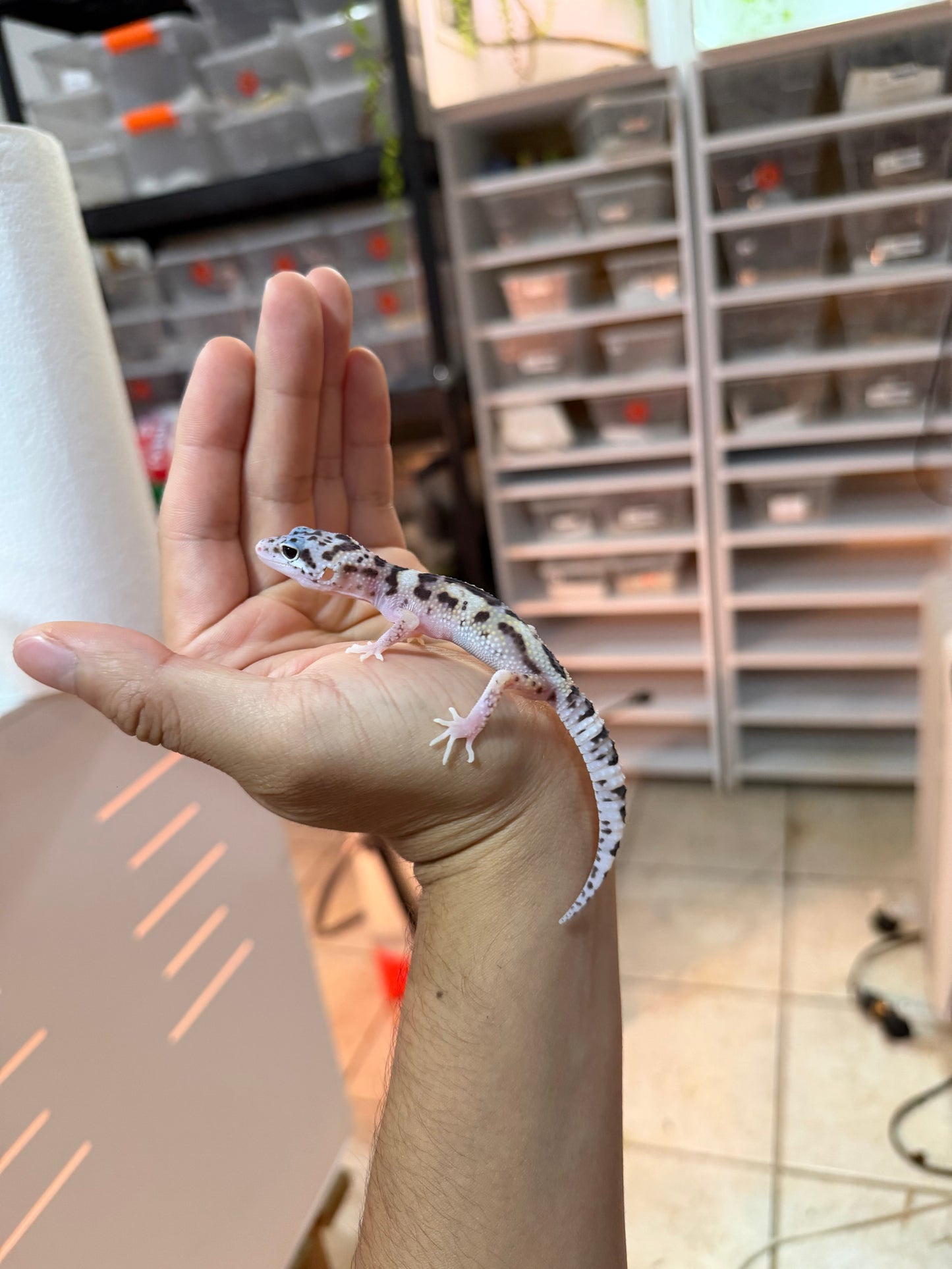 GECKO LEOPARDO MACK SNOW ECLIPSE MACHO 058
