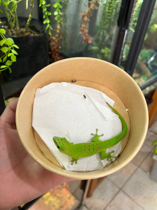 Gecko gigante de Madagascar 22