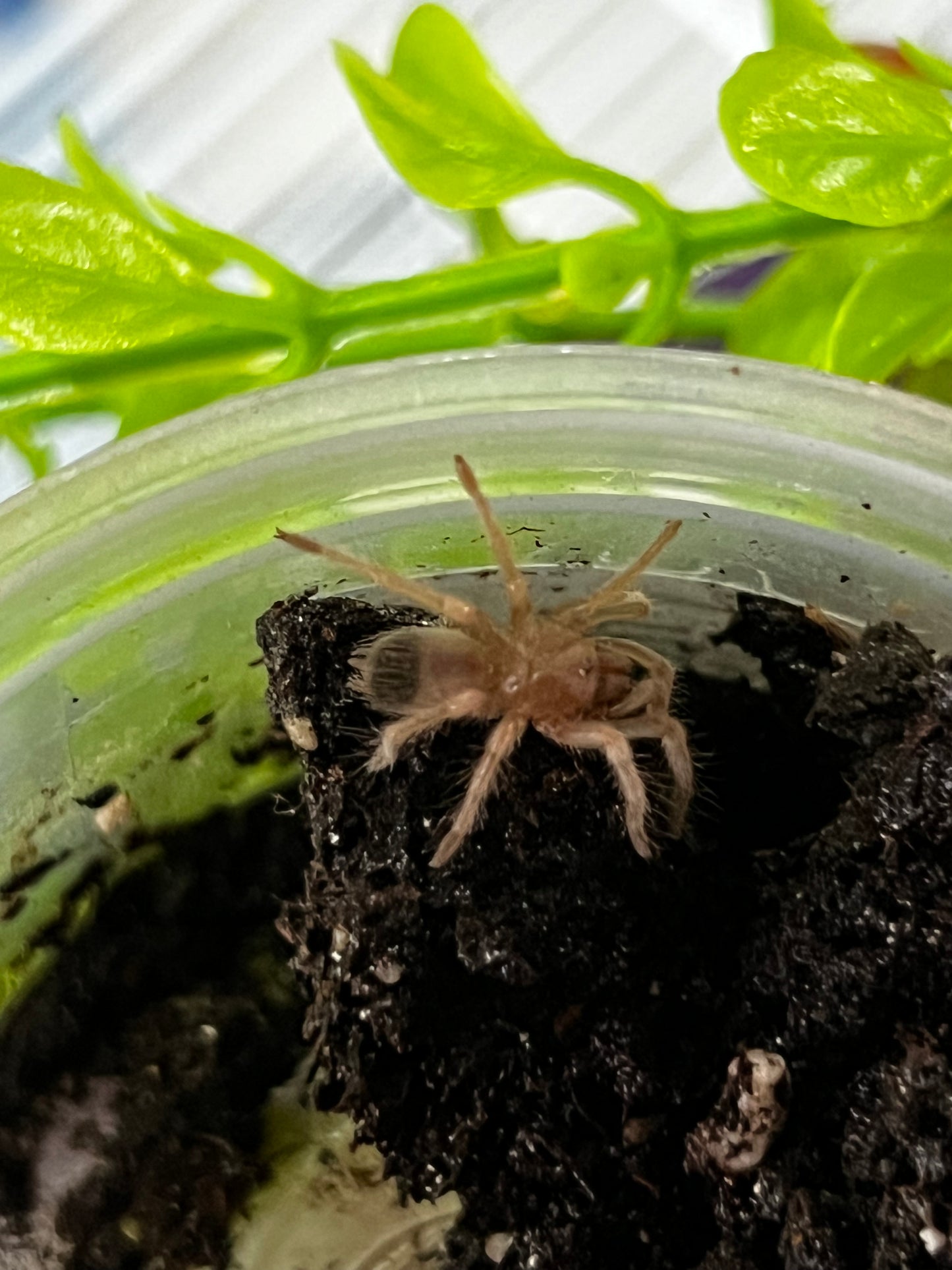 Ling de tarántula rodillas rojas (brachypelma hamorii) anexo última foto de ejemplar adulto