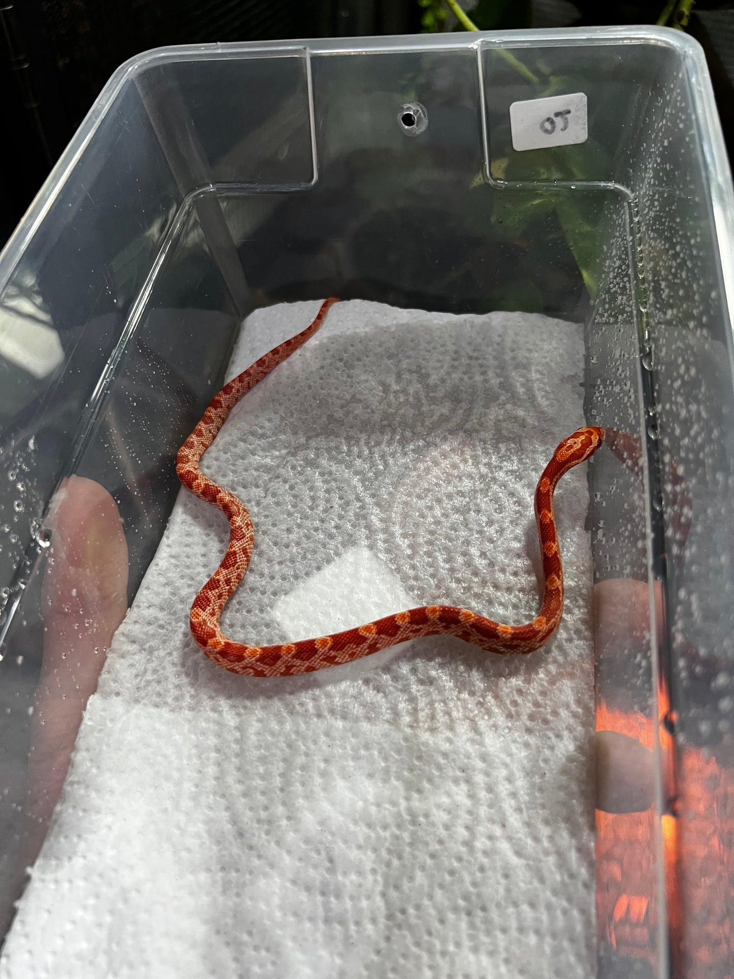 SERPIENTE MAICERA AMEL HEMBRA 20
