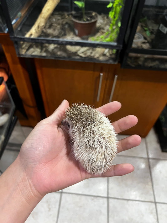 ERIZO PIGMEO AFRICANO 2