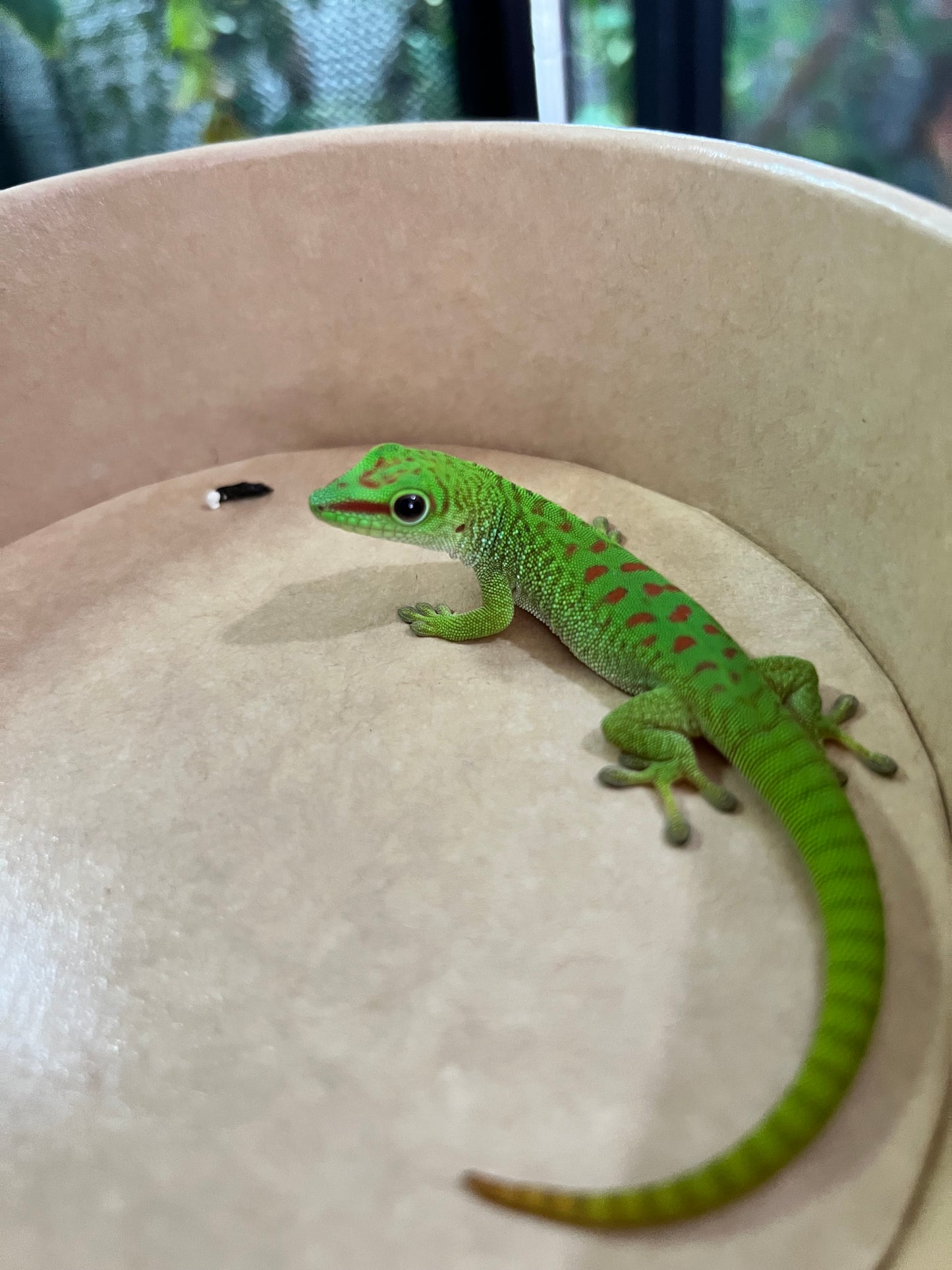 Gecko gigante de Madagascar 11