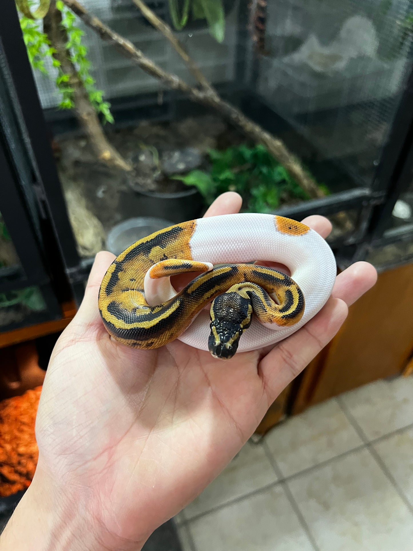 PIED HEMBRA 83
