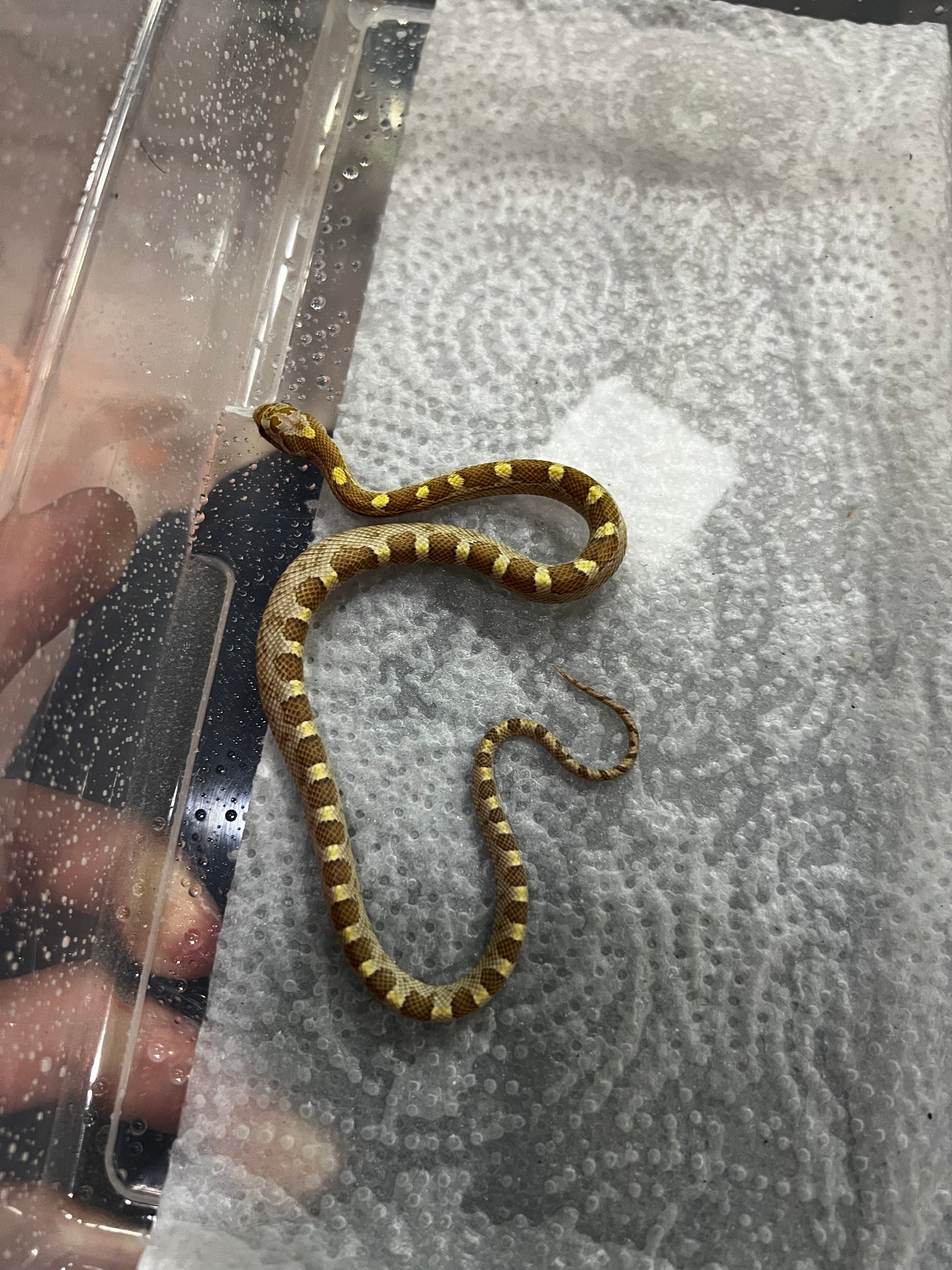 SERPIENTE MAICERA BUTTER MACHO 35