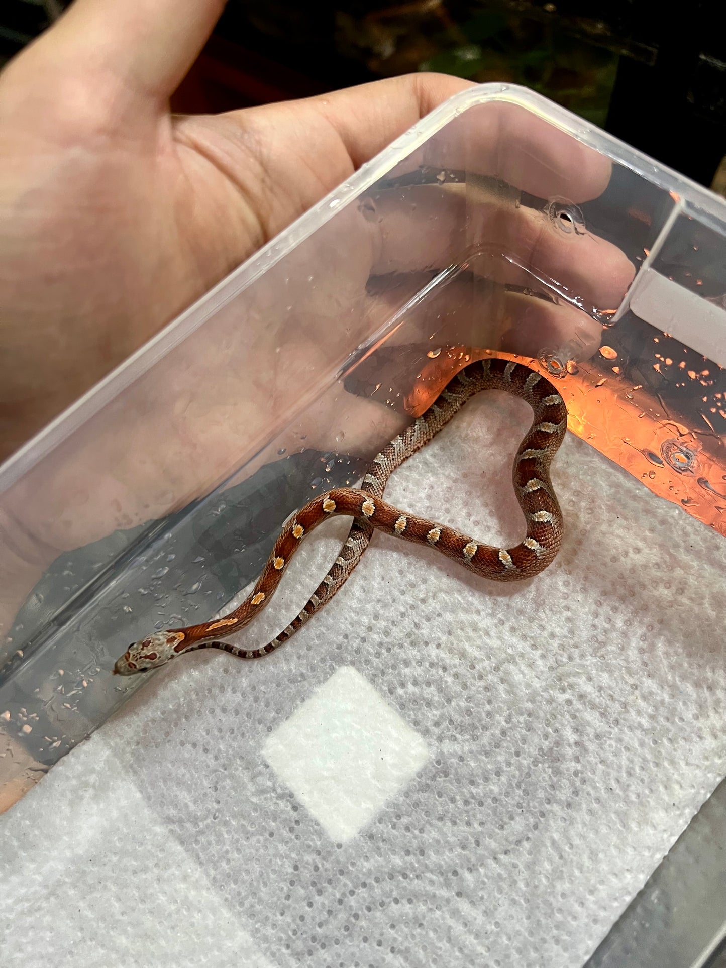 SERPIENTE MAICERA MIAMI HEMBRA 7