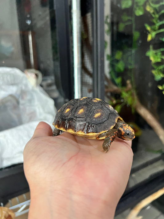 TORTUGAS PATAS ROJAS